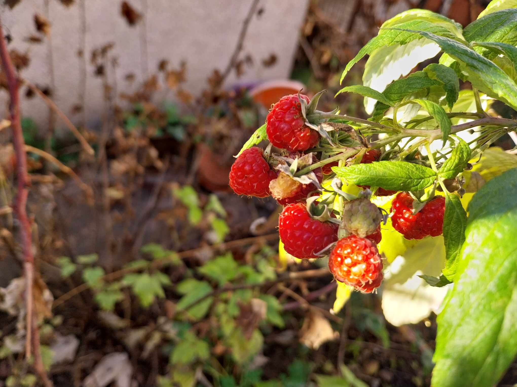 Rodile maline u Nišu u decembru